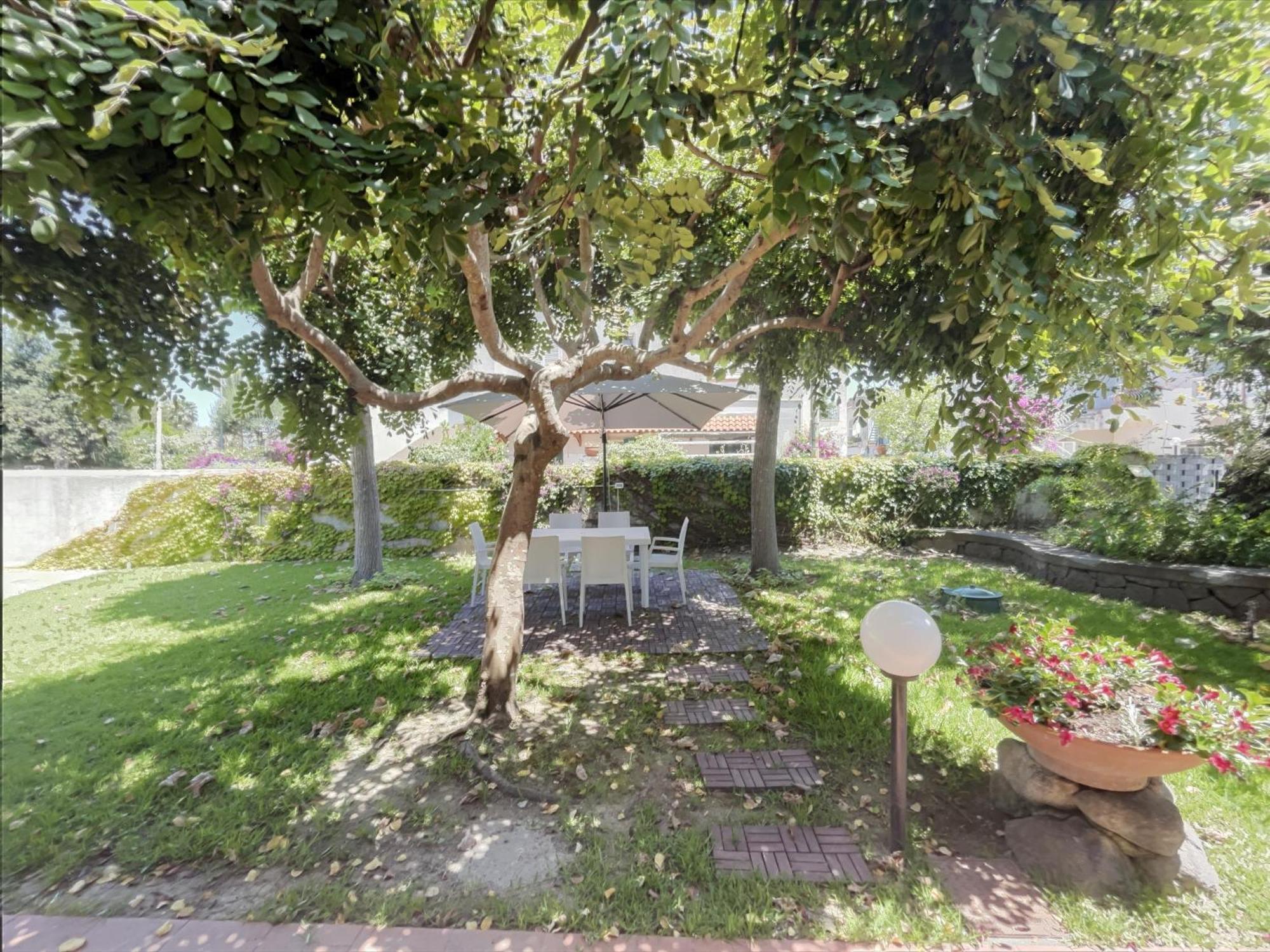 Cycas Villa Ischia